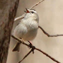 Golden-crowned kinglet