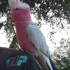 Galah [Rose-breasted Cockatoo]