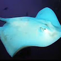 Albino Stingray