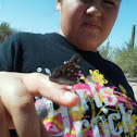 Hackberry emperor