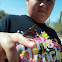 Hackberry emperor