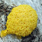Dog Vomit Slime Mold