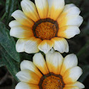 Gazania