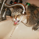 Tabby Cat