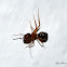 Ant