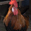 Styrian rooster and chickens