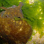 sea slug