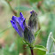 Prairie Gentian