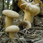 chanterelle