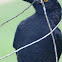 Pied Currawong