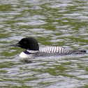 Common Loon
