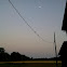 Barn Swallows