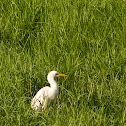 Cattle Egret