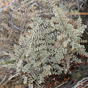 Bird's Foot Fern