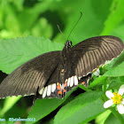 Common mormon