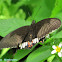 Common mormon
