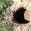 Ground hog hole