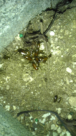 Spotting Image 1