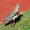 Southern Lapwing