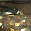 Spotted Turtle