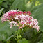 Joe-Pye weed 