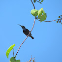 Loten's Sunbird