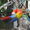 Scarlet Macaw