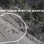 BigHorn Sheep