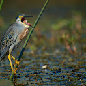 Green-backed Heron