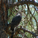 Cooper's Hawk