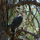 Cooper's Hawk