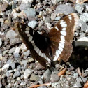Lorquin's admiral butterfly