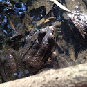 Northern green frog
