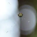 Spinybacked Orbweaver