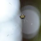 Spinybacked Orbweaver