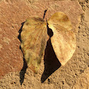 Mopane