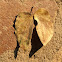 Mopane