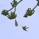 Buff-bellied Hummingbird