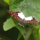 Ithomiola Metalmark