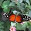 Longwing Butterfly