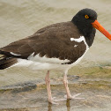 American Oystercatcher