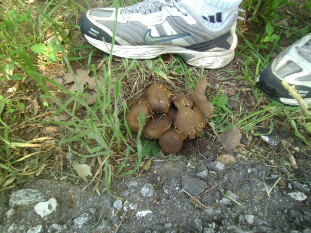 mushroom