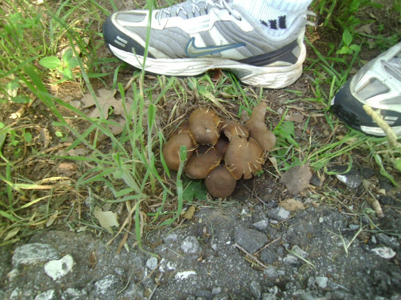 Spotting Image 1