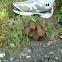 mushroom