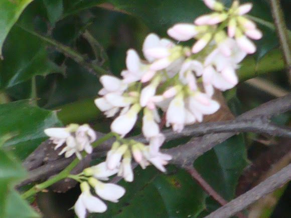 Spotting Image 1