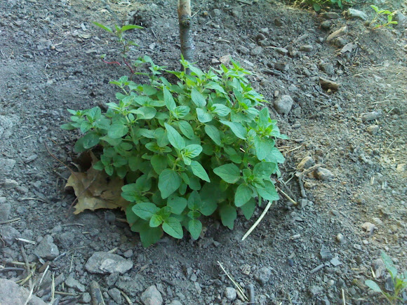 Spotting Image 1