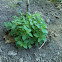 Oregano