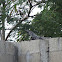 Toloc, Iguana, Black Spiny tailed iguana