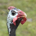 Guinea fowl