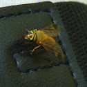 Yellow Fly of the Dismal Swamp